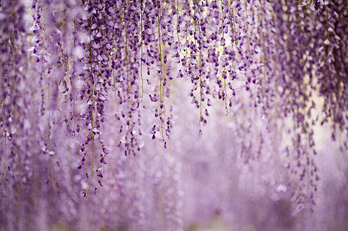 Friday’s Poetic Pause: “Whatever Gives Pleasure” by Rumi